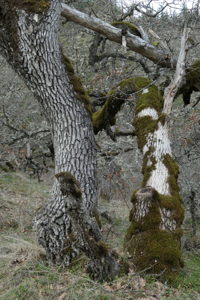 Widdled Tree Widow-makers - YDP - your daily picture